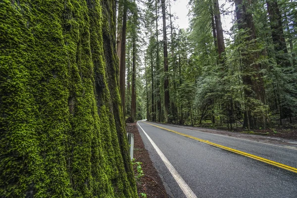 I bellissimi boschi e la natura dell'Oregon — Foto Stock