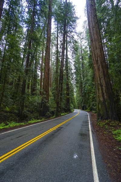 Viale dei Giganti al Parco Nazionale di Redwood — Foto Stock