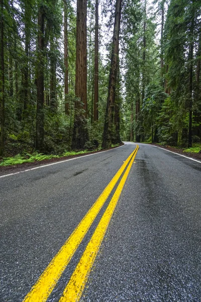 Impresionante vista de la calle en el Parque Nacional Redwood - cedros rojos —  Fotos de Stock