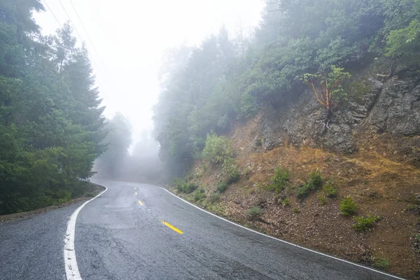 Beautiful street through a misty forest — Stock Photo, Image