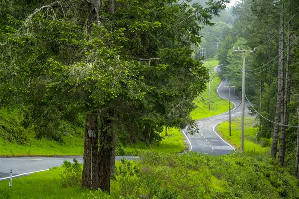 Красивый маршрут через лес — стоковое фото