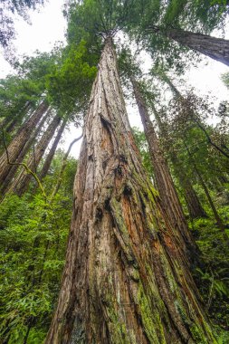 Redwood orman - dünyanın en uzun ağaçlar güzelliği