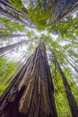 Kaliforniya ormandaki etkileyici Sekoya ağaçları