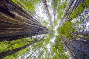 Güzel doğa - kızılağaç ormanı - kırmızı sedir ağaçları