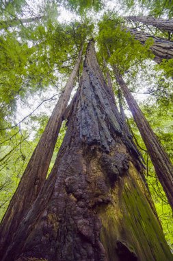 Dev sekoya ormanı ağaçlarının