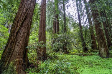 Dev sekoya ormanı ağaçlarının