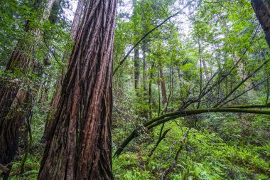 Dev sekoya ormanı ağaçlarının