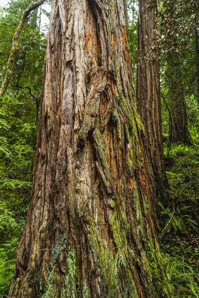 La belleza del bosque de Redwood - los árboles más altos del mundo — Foto de Stock