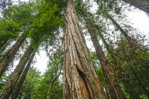 Dev sekoya ormanı ağaçlarının — Stok fotoğraf