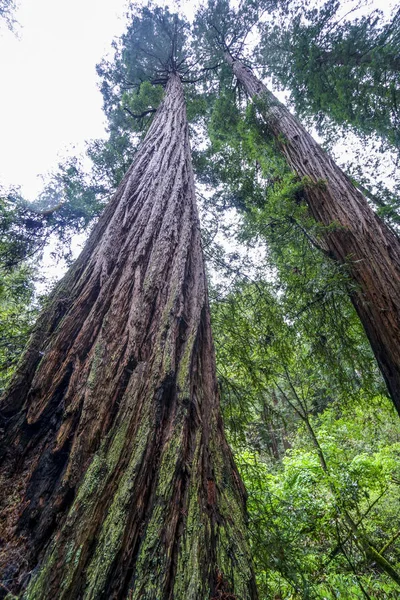 Redwood orman - dünyanın en uzun ağaçlar güzelliği — Stok fotoğraf
