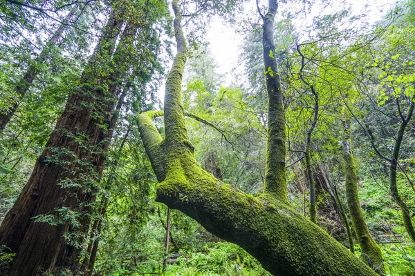 Деревья в Редвудском лесу - фантастический вид — стоковое фото