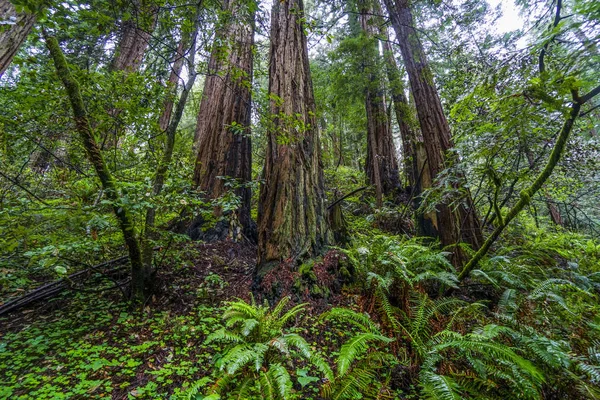 Εντυπωσιακά δέντρα Redwood μέσα στο δάσος της Καλιφόρνιας — Φωτογραφία Αρχείου