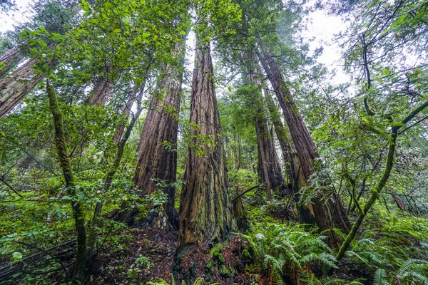 一番背が高い木 - カリフォルニアのレッドウッドの森 — ストック写真