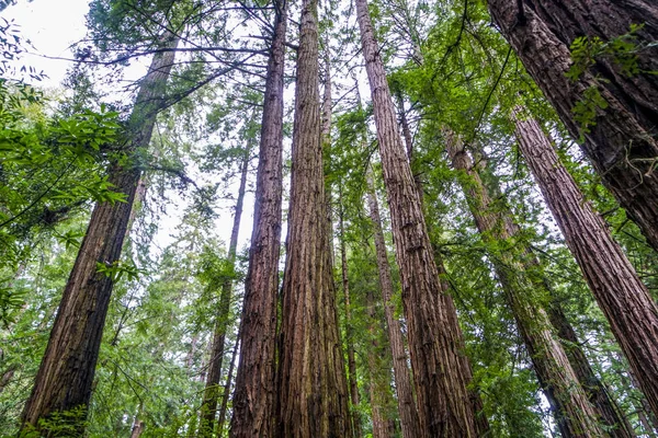 Kaliforniya ormandaki etkileyici Sekoya ağaçları — Stok fotoğraf