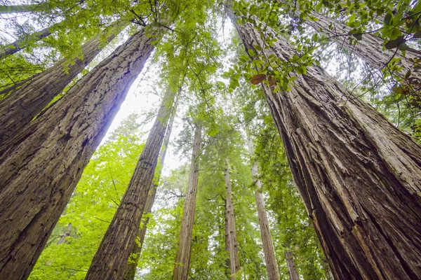 Skönheten i skogen Redwood - världens högsta träd — Stockfoto