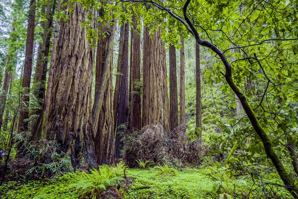 レッドウッドの森の巨木 — ストック写真