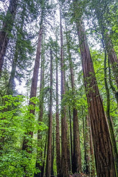 As árvores gigantes da Floresta Redwood — Fotografia de Stock