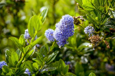 Güzel çiçekler park - San Francisco - California - 18 Nisan 2017