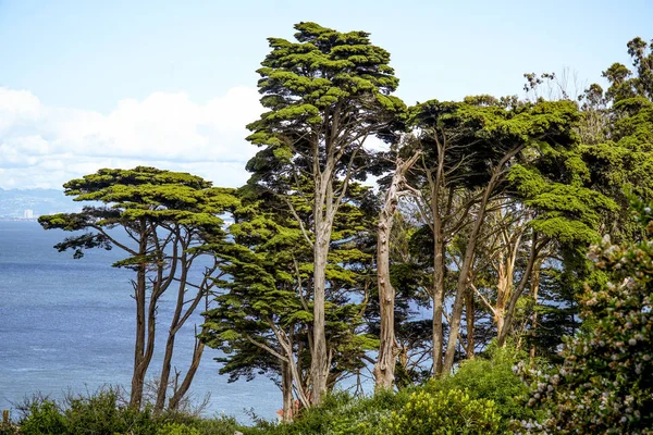 Árvores na Baía de São Francisco - vista de Fort Point - SAN FRANCISCO - CALIFORNIA - 18 de abril de 2017 — Fotografia de Stock