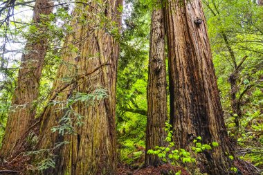 Redwood orman dev kırmızı sedir ağaçları ile