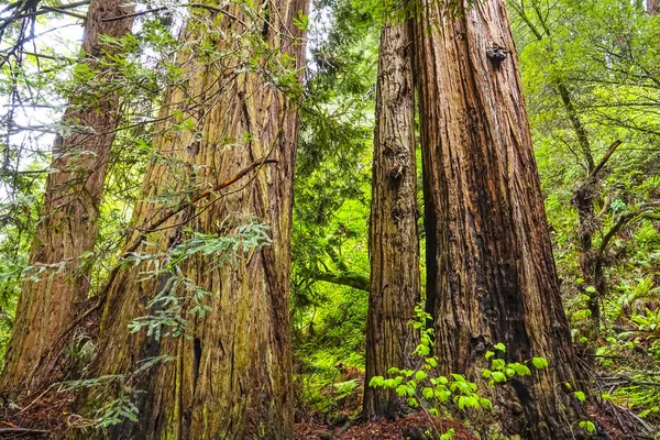 Redwood orman dev kırmızı sedir ağaçları ile — Stok fotoğraf