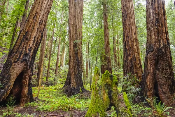 巨大な杉の木がレッドウッドの森 — ストック写真