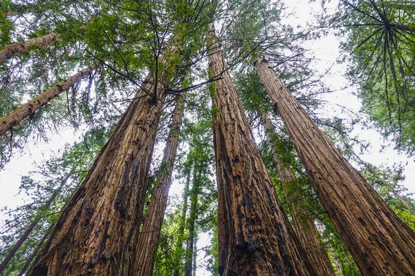 Redwood orman dev kırmızı sedir ağaçları ile — Stok fotoğraf