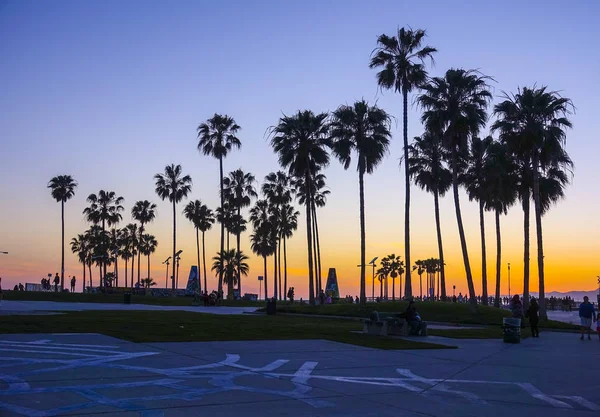 Venice Beach sonra günbatımı - ve palmiye ağaçlarının silhouettes