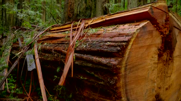 Los cedros rojos gigantes en el Parque Nacional Redwoods — Vídeos de Stock