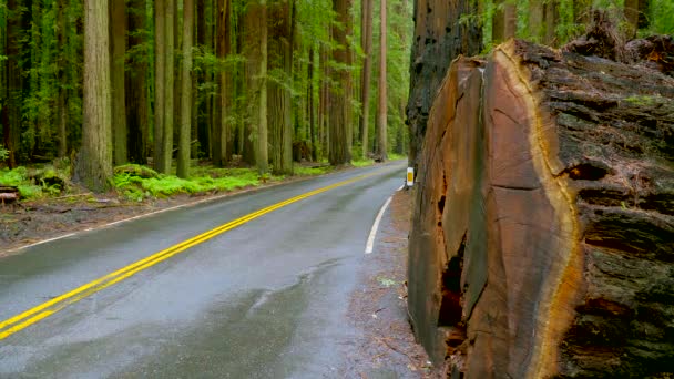 Redwood Ulusal Parkı 'ndaki dev kırmızı sedir ağaçları. — Stok video