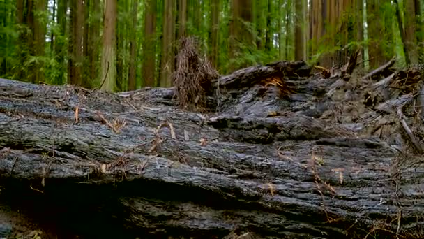 De Giant rode Ceder bomen bij Redwoods National Park — Stockvideo