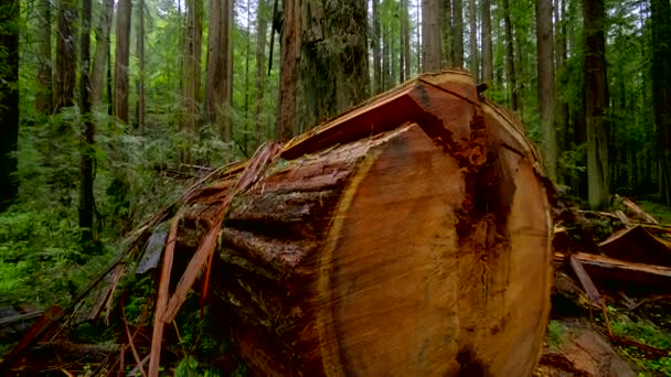 レッドウッド国立公園の巨大な赤い杉の木 — ストック動画