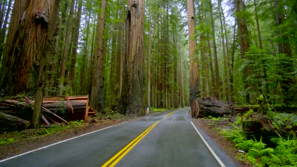 Route solitaire dans la brume qui traverse le parc national Redwoods — Video