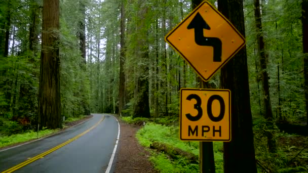 Eenzame weg in de mist die door het Redwoods National Park leidt — Stockvideo