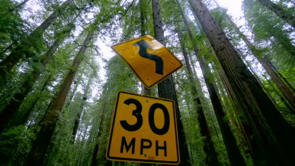 Reuzenrode cederbomen in de Avenue of the Giants - Nationaal park Redwood — Stockvideo
