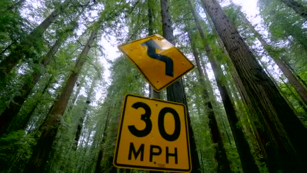 Cedros vermelhos gigantes na Avenida dos Gigantes - Parque Nacional Redwood — Vídeo de Stock