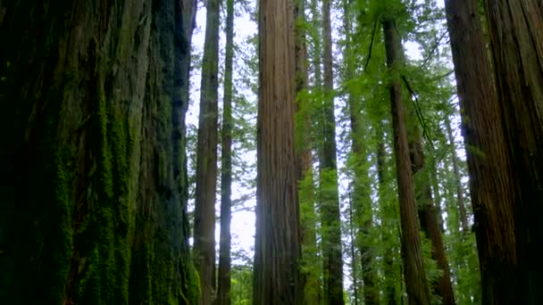 Obří červené cedrové stromy na Avenue of the Giants - Redwood National Park — Stock video