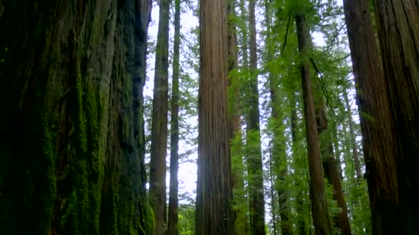 Olbrzymie czerwone drzewa cedrowe w Alei Gigantów - Redwood National Park — Wideo stockowe