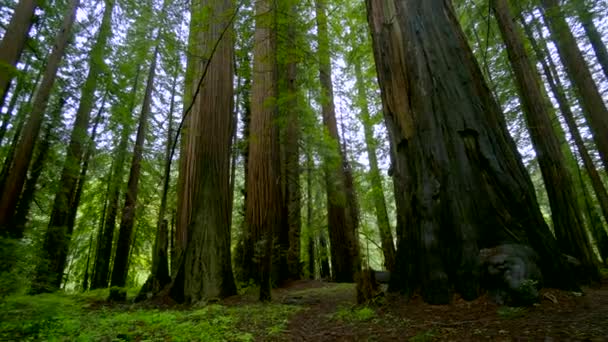 Vacker natur vid Redwoodskogen — Stockvideo
