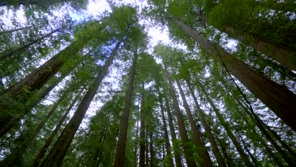 Cedros rojos gigantes en la Avenida de los Gigantes - Parque Nacional Redwood — Vídeo de stock