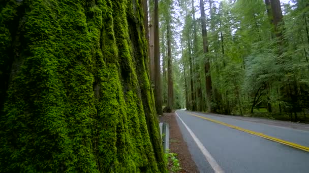 Avenue of the Giants - Nationaal park Redwood — Stockvideo