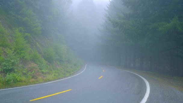 Lonesome road in the mist leading through the Redwoods National Park — Stock Video