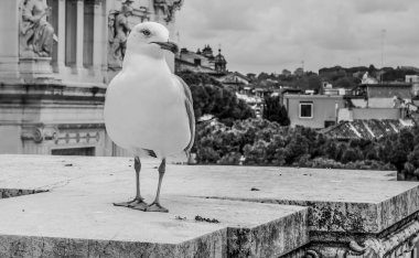 Martı Roma'daki Ulusal Anıt duvarına