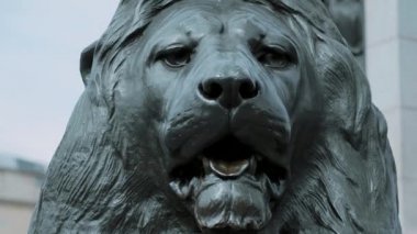 Trafalgar Square Londra'nın bahçesindeki aslanları