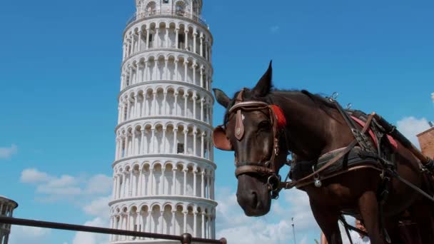 Mest kända turistattraktion i Pisa - det lutande tornet — Stockvideo