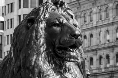 Londra'da Trafalgar Meydanı'nda ünlü aslanlar