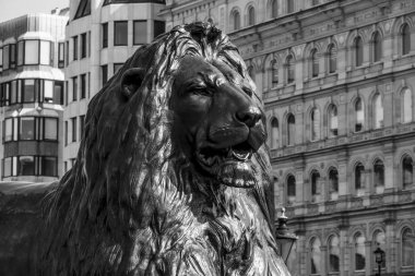 Londra'da Trafalgar Meydanı'nda ünlü aslanlar