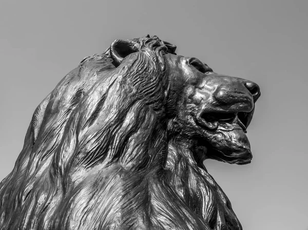 Os leões famosos na Trafalgar Square em Londres — Fotografia de Stock