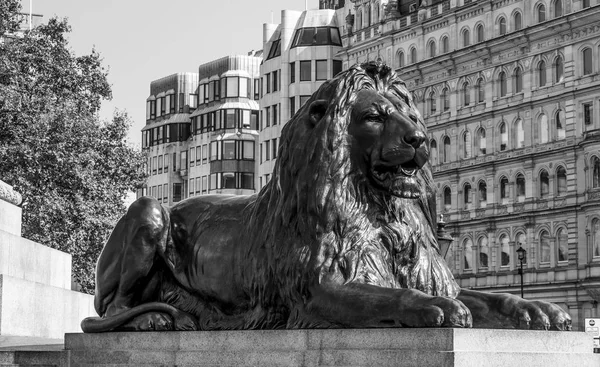 De beroemde leeuwen op Trafalgar Square in Londen — Stockfoto