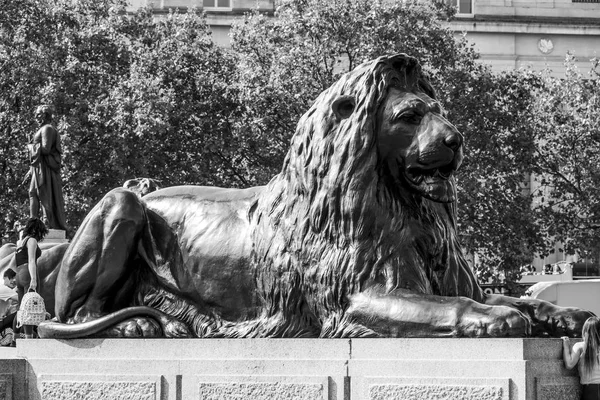 Berömda lejonen vid Trafalgar Square i London - London - Storbritannien - 19 September, 2016 — Stockfoto